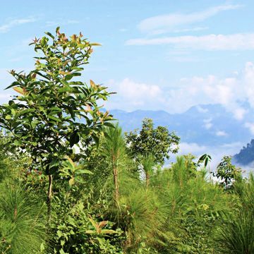 Junger Wald in Nepal mit Bergen im Hintergrund
